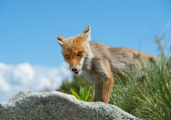 Young red fox standing on rock, portrait, with blue sky in background, Slovakia, Europe