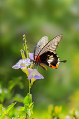 Butterfly resting on chinese violet flower