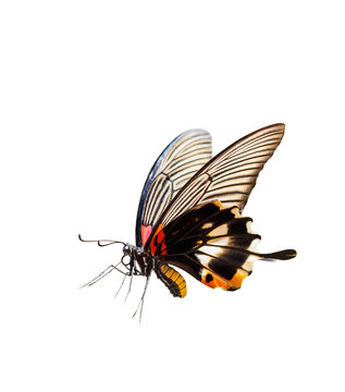 Isolated female yellow body Great mormon Butterfly