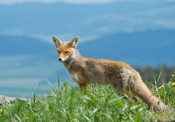 Young red fox standing on the edge of hill, with clean background, Slovakia, Europe