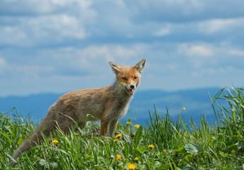 Young red fox standing on the edge of hill, with clean background, Slovakia, Europe