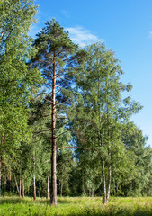 Fototapeta premium Summer landscape. Forest and field on a sunny day