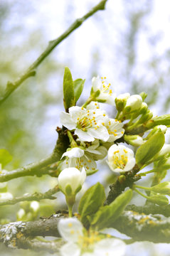 apple tree flower blossom