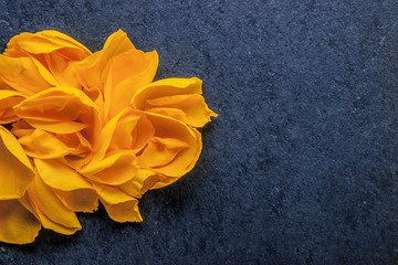 Rose petal at the right of the blue background top view