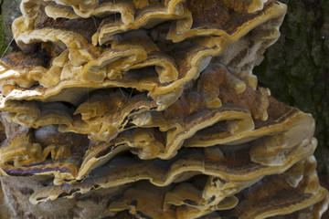 Fungus Turkey Tail (Trametes versicolor)