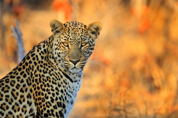 Naklejka premium Leopard afrykański, Panthera pardus shortidgei, Park Narodowy Hwange, Zimbabwe, portret oko w oko z ładnym pomarańczowym tłem