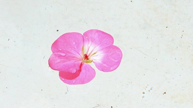 geranium flower floats on clean water