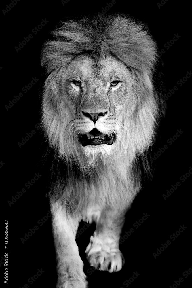 Poster Lion on dark background