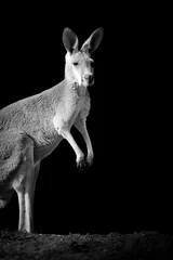 Aluminium Prints Kangaroo Kangaroo on dark background