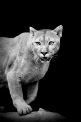 Papier Peint photo Puma Puma sur fond sombre