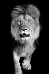 Papier peint photo Lion Lion on dark background  © byrdyak