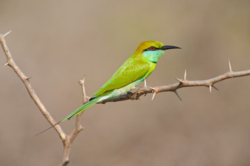 Little Green Bee-eater, Merops orientalis, exotic green and yellow rare bird from Sri Lanka