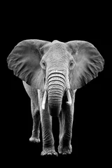 Fototapeten Elefant auf dunklem Hintergrund © byrdyak