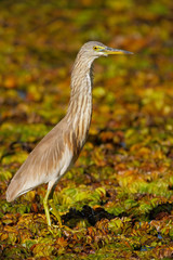 Indian Pond Heron, Ardeola grayii grayii, in the nature swamp habitat, Sri Lanka