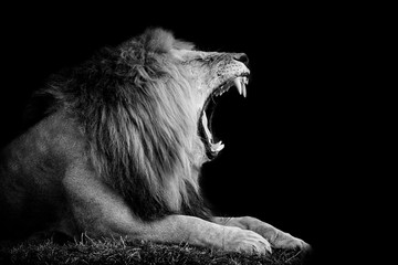 Löwe auf dunklem Hintergrund © byrdyak