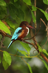 White-throated Kingfisher, Halcyon smyrnensis, exotic brawn and blue bird sitting on the branch, nature habita, , Thailand, Asia