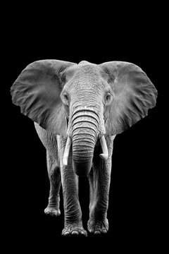 Elephant on dark background