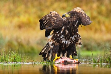 White-tailed Eagle, Haliaeetus albicilla, feeding kill fish in the water, with brown grass in background, Sweden