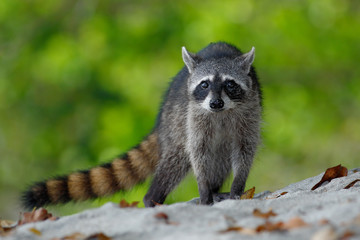 The Raccoon, Procyon lotor, walking on white sand beach in National Park Manuel Antonio, Costa Rica