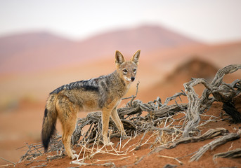 Young jackal standing on red sand of Sossusvlei, with dune in background, Sossusvlei, Namibia, Africa - obrazy, fototapety, plakaty
