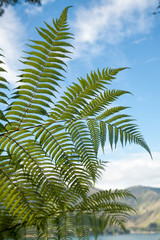 Fern leaves at Queen Charlotte Track in Marlborough Sounds New Z
