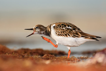 Ruddy Turnstone, Arenaria interpres, in the water, with open bill, Florida, USA