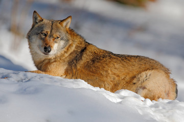 Gray wolf, Canis lupus, lying in the white during winter