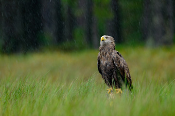 White-tailed Eagle, Haliaeetus albicilla, heavy rain, sitting in the green marsh grass, forest in the background