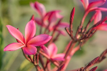 Pink Plumeria or Frangipani Flowers