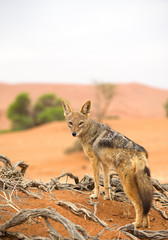 Young jackal standing on red sand of Sossusvlei, with dune and green tree in background, Sossusvlei, Namibia, Africa