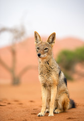 Young jackal sitting on red sand of Sossusvlei, with dune and dead tree in background, Sossusvlei, Namibia, Africa