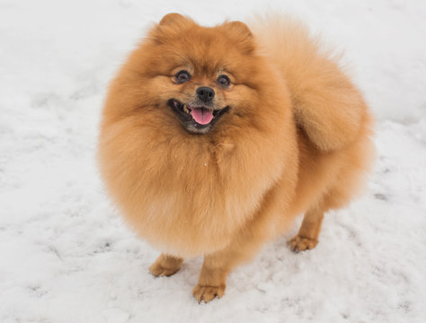 Spitz in the snow