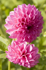 Two pink dahlia