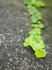 Ivy crawling over the concrete