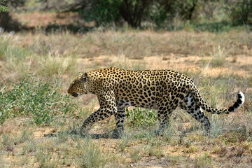 Africa. Namibia. leopard