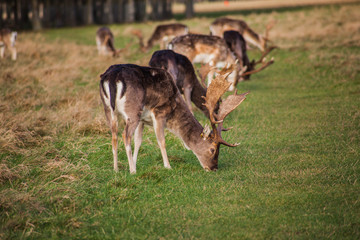 cervi nel parco