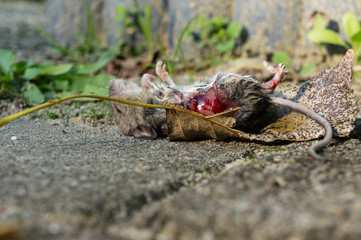 Dead mouse