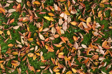 Colorfull leaves