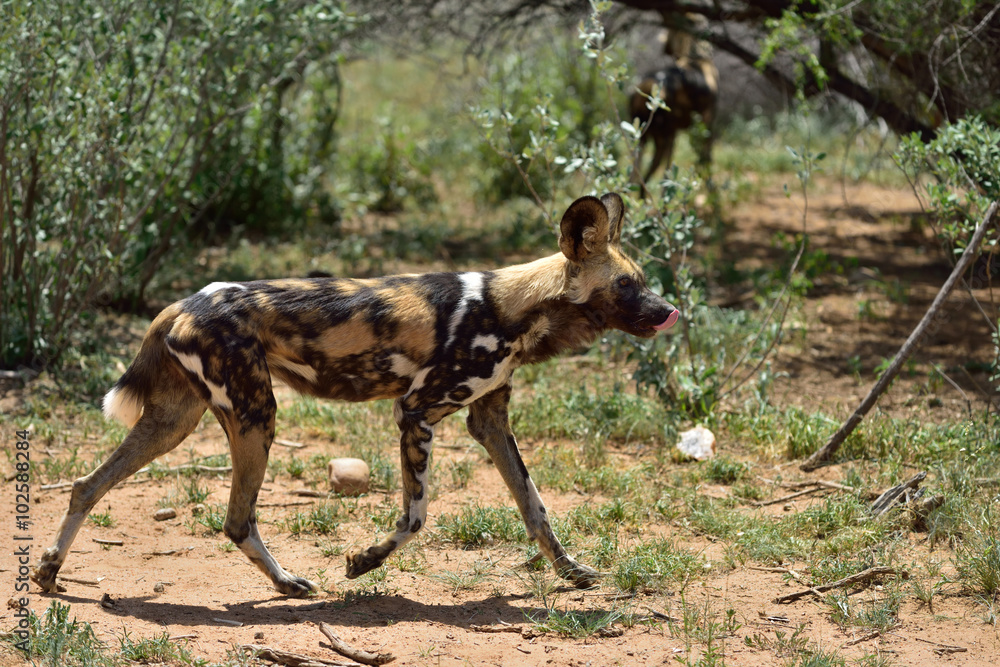 Wall mural african wild dog