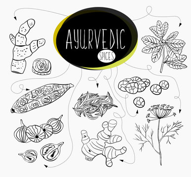 Hand-sketched collection of elements of Ayurvedic spices in our kitchen.  Herbs and supplements Ayurveda.