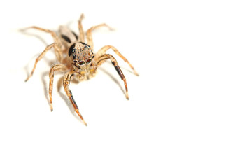 jumping spider on white background