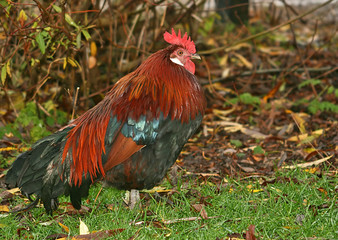Rooster