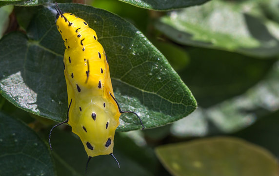 Caculo Insect รูปภาพCasulo – เลือกดูภาพถ่ายสต็อก เวกเตอร์ และวิดีโอ173 | Adobe Stock