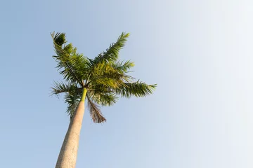 Papier Peint photo Palmier Foxtail palm tree in the wind with blue sky background