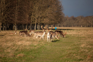 cervi e cerbiatti nel parco liberi