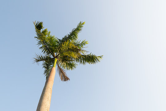 Foxtail palm tree in the wind with blue sky background