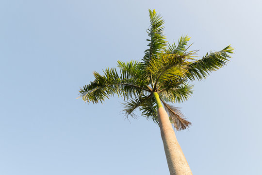 Foxtail palm tree in the wind with blue sky background