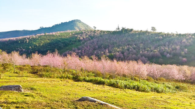 Thailand's sakura or Prunus cerasoides at Phu Lom Lo mountain, L