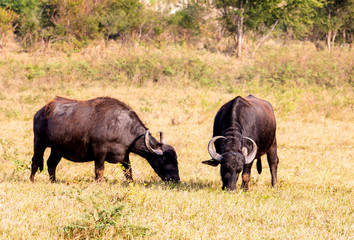 Naklejka na ściany i meble buffaloes in the field