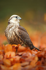 Bird of prey Lanner Falcon with with orange leaves branch in autumn forest